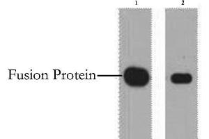 Western Blot analysis of 1 μg Myc fusion protein using Myc-Tag Monoclonal Antibody at dilution of 1) 1:5000 2) 1:10000.