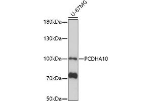 Western blot analysis of extracts of U-87MG cells, using PCDH antibody (ABIN7269733) at 1:1000 dilution. (PCDHA10 antibody  (AA 130-210))