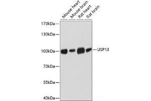 Western blot analysis of extracts of various cell lines using USP13 Polyclonal Antibody at dilution of 1:3000. (USP13 antibody)