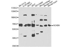Western blot analysis of extracts of various cell lines, using ACAD9 antibody. (ACAD9 antibody  (AA 1-270))