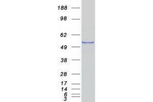 Validation with Western Blot (CYP1A1 Protein (Myc-DYKDDDDK Tag))