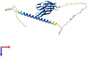 AlphaFold protein structure predicition of Human Recombinant TNFSF13B Protein, UniprotID Q9Y275 (BAFF Protein (AA 1-285) (His tag))