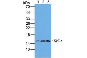 Figure. (Galectin 2 antibody  (AA 1-132))