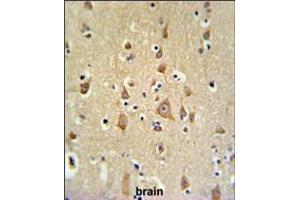 FAM44B Antibody IHC analysis in formalin fixed and paraffin embedded brain tissue followed by peroxidase conjugation of the secondary antibody and DAB staining. (BOD1 antibody  (C-Term))