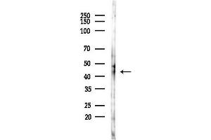 anti-LIM Homeobox 3 (LHX3) (C-Term) antibody