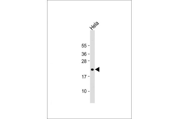 TIFA antibody  (N-Term)