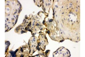 IHC testing of frozen human placenta with YB1 antibody. (YBX1 antibody)