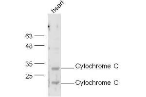 Mouse heart probed with Anti-Cytochrome C Polyclonal Antibody Unconjugated  at 1:5000 for 90 min at 37˚C. (Cytochrome C antibody  (AA 51-105))