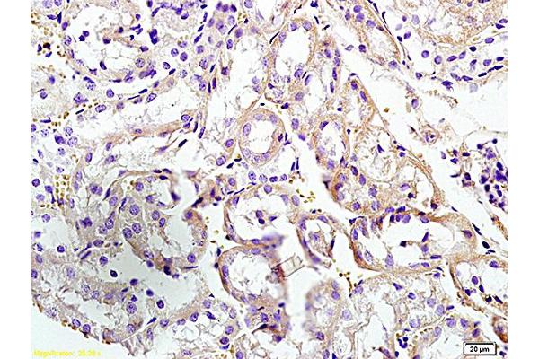 CUEDC2 antibody  (AA 201-287)