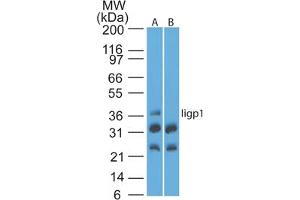 IIGP1 Antikörper  (AA 325-375)