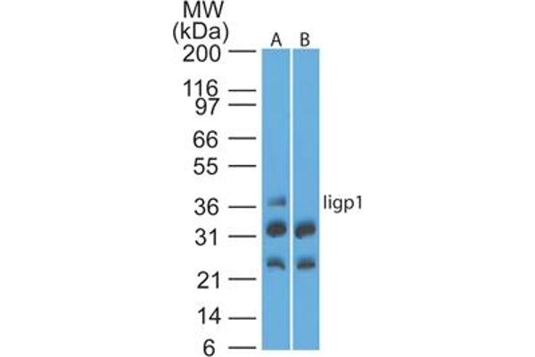 IIGP1 Antikörper  (AA 325-375)