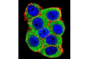 Confocal immunofluorescent analysis of UBE3A Antibody (C-term) (ABIN388925 and ABIN2850432) with Hela cell followed by Alexa Fluor 488-conjugated goat anti-rabbit lgG (green). (ube3a antibody  (C-Term))