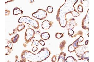 Formalin-fixed, paraffin-embedded human Placenta stained with hCG alpha Mouse Monoclonal Antibody (HCGa/53).