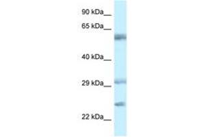 Image no. 1 for anti-V-Set and Immunoglobulin Domain Containing 10 (VSIG10) (AA 107-156) antibody (ABIN6749740) (VSIG10 antibody  (AA 107-156))