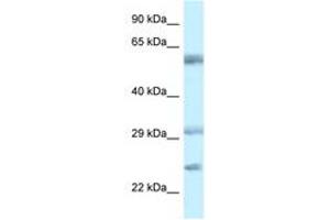 Image no. 1 for anti-V-Set and Immunoglobulin Domain Containing 10 (VSIG10) (AA 107-156) antibody (ABIN6749740)