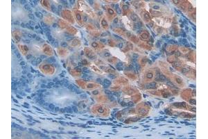 DAB staining on IHC-P; Samples: Mouse Stomach Tissue (PDIA2 antibody  (AA 46-258))