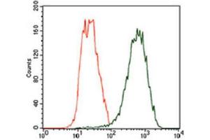 Flow Cytometry (FACS) image for anti-Tubulin, beta 2A (TUBB2A) (AA 25-187) antibody (ABIN1846607) (TUBB2A antibody  (AA 25-187))