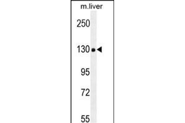 COL18A1 antibody  (AA 1311-1339)