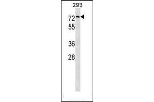 Western blot analysis of Copine-3 Antibody (C-term) in 293 cell line lysates (35ug/lane). (Copine III antibody  (C-Term))
