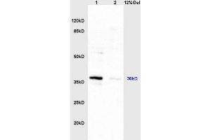Lane 1: mouse liver lysates Lane 2: mouse intestine lysates probed with Anti HSD17B1/HSD17 Polyclonal Antibody, Unconjugated  at 1:200 in 4˚C. (HSD17B1 antibody  (AA 21-120))