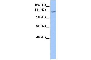 CACHD1 antibody used at 1 ug/ml to detect target protein. (CACHD1 antibody  (N-Term))