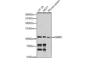 Western blot analysis of extracts of various cell lines, using RBBP8 antibody (ABIN6127724, ABIN6146750, ABIN6146751 and ABIN6214357) at 1:1000 dilution.