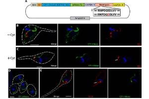 Fluorescence Microscopy (FM) image for Bovine Serum Albumin (BSA) protein (Rhodamine) (ABIN964104)