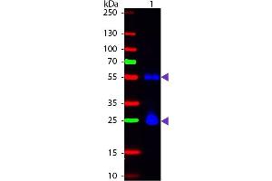Western Blot of Fluorescein Sheep Anti-Mouse IgG secondary antibody. (Sheep anti-Mouse IgG (Heavy & Light Chain) Antibody (FITC) - Preadsorbed)