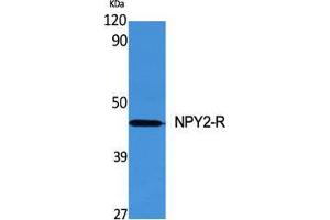 Western Blot (WB) analysis of specific cells using NPY2-R Polyclonal Antibody. (NPY2R antibody  (N-Term))