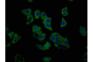 Immunofluorescence staining of HepG2 cells with ABIN7154230 at 1:333, counter-stained with DAPI. (C1GALT1 antibody  (AA 34-143))