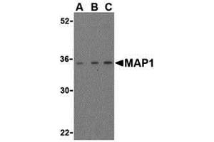 Western Blotting (WB) image for anti-Mannosidase Processing 1 (MAP1) (Middle Region) antibody (ABIN1030994) (MAP1 antibody  (Middle Region))
