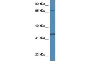 Western Blot showing Tbcb antibody used at a concentration of 1. (TBCB antibody  (N-Term))