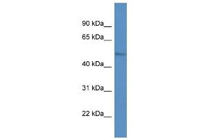 Western Blotting (WB) image for anti-Lipoprotein Lipase (LPL) (C-Term) antibody (ABIN2788391)