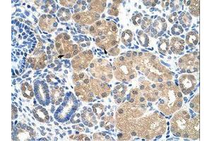 Image no. 1 for anti-Kelch-Like ECH-Associated Protein 1 (KEAP1) (AA 543-592) antibody (ABIN203292) (KEAP1 antibody  (AA 543-592))