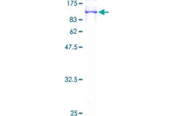 NDUFS1 Protein (AA 1-727) (GST tag)