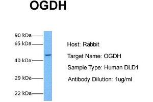 Host: Rabbit Target Name: OGDH Sample Tissue: Human DLD1 Antibody Dilution: 1. (alpha KGDHC antibody  (N-Term))