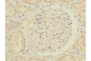 Immunohistochemistry of paraffin-embedded human kidney tissue using ABIN7168009 at dilution of 1:100