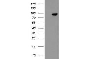 Image no. 4 for anti-F-Box Protein 42 (FBXO42) (AA 356-717) antibody (ABIN1491450) (FBXO42 antibody  (AA 356-717))