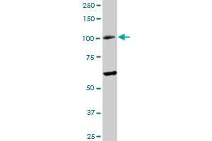 RAD54B MaxPab rabbit polyclonal antibody. (RAD54B antibody  (AA 1-158))