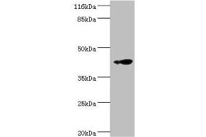 Western blot All lanes: RNF133 antibody at 2 μg/mL + K562 whole cell lysate Secondary Goat polyclonal to rabbit IgG at 1/10000 dilution Predicted band size: 43 kDa Observed band size: 43 kDa (RNF133 antibody  (AA 65-167))