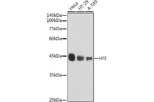 Western blot analysis of extracts of various cell lines, using HFE antibody (ABIN7267606) at 1:1000 dilution. (HFE antibody)