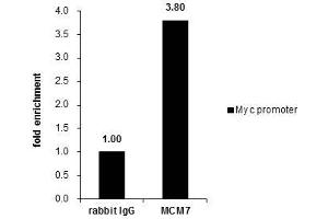 Chromatin Immunoprecipitation (ChIP) image for anti-Minichromosome Maintenance Complex Component 7 (MCM7) antibody (ABIN2856749)