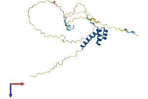 Notochord Homeobox (NOTO) (AA 1-240) protein (His tag)