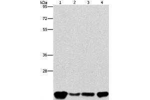 Western Blot analysis of A549, K562, hela and hepG2 cell using PEBP1 Polyclonal Antibody at dilution of 1:400 (PEBP1 antibody)