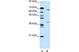 Western Blotting (WB) image for anti-Grainyhead-Like 3 (GRHL3) antibody (ABIN2461911) (GRHL3 antibody)