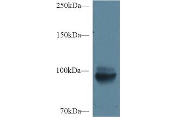 MEP1A Antikörper  (AA 219-463)