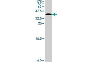 CIT antibody  (AA 1928-2027)