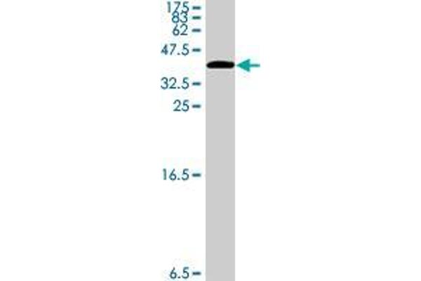 CIT antibody  (AA 1928-2027)