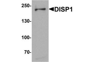 Western blot analysis of DISP1 in 3T3 cell lysate with DISP1 Antibody at (A) 1 and (B) 2 µg/ml. (DISP1 antibody  (N-Term))