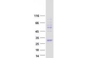 Validation with Western Blot (FAM3A Protein (Myc-DYKDDDDK Tag))